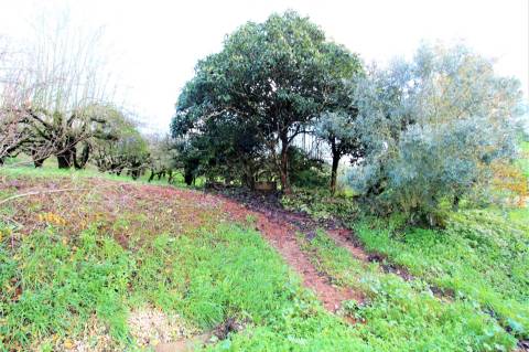MORADIAS E ADEGA A 20 MINUTOS DE CALDAS DA RAINHA