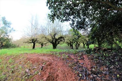 MORADIAS E ADEGA A 20 MINUTOS DE CALDAS DA RAINHA