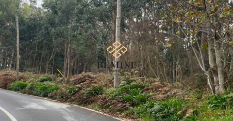 Terreno / Camacha, Santa Cruz