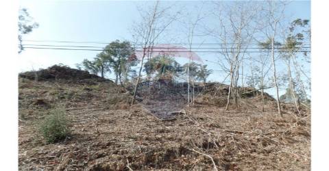 TERRENO FLORESTAL EM ZONA DE IMENSA TRANQUILIDADE