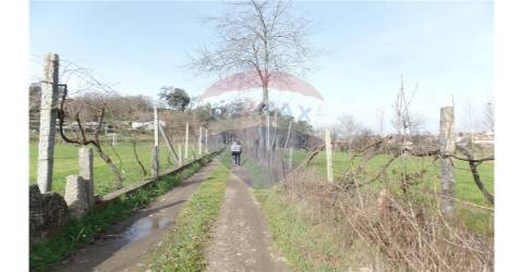 TERRENO FLORESTAL EM ZONA DE IMENSA TRANQUILIDADE