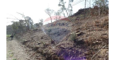 TERRENO FLORESTAL EM ZONA DE IMENSA TRANQUILIDADE