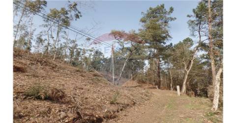TERRENO FLORESTAL EM ZONA DE IMENSA TRANQUILIDADE