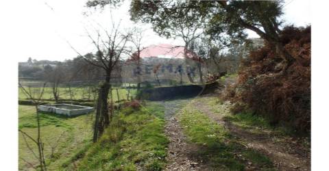 TERRENO FLORESTAL EM ZONA DE IMENSA TRANQUILIDADE