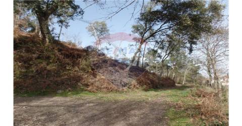 TERRENO FLORESTAL EM ZONA DE IMENSA TRANQUILIDADE