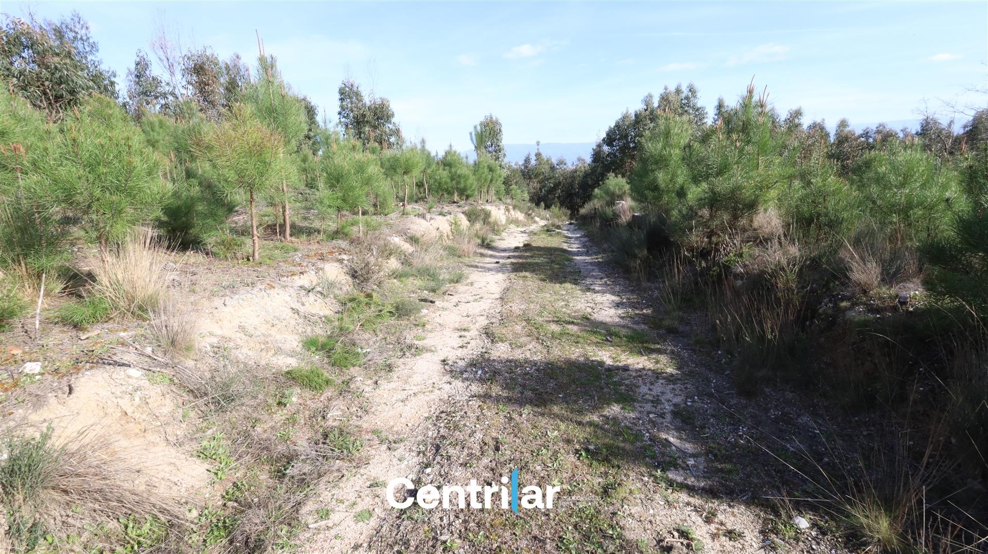 Terreno com 2 hectares