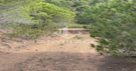 Herdade com enorme potencial.