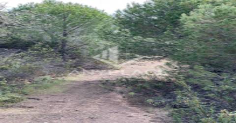 Herdade com enorme potencial.