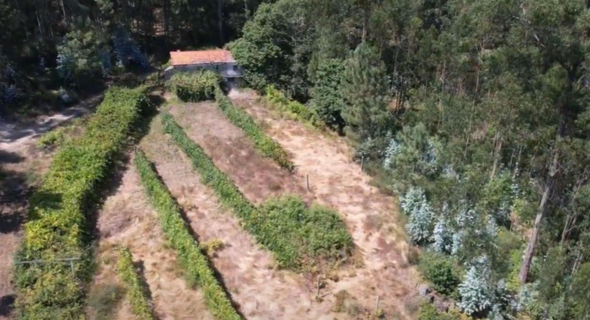 Terreno  Venda em Termas de São Vicente,Penafiel