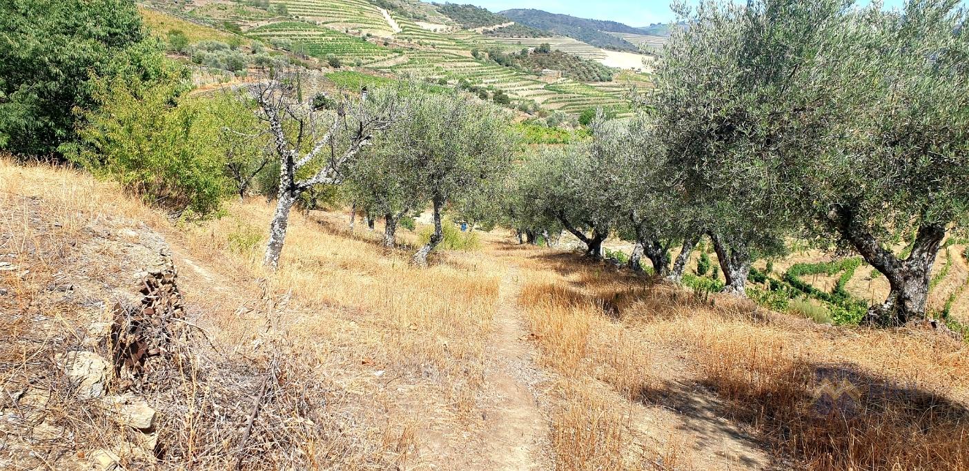 Terreno para construção com vista Rio Douro em Casal de Loivos , Pinhão