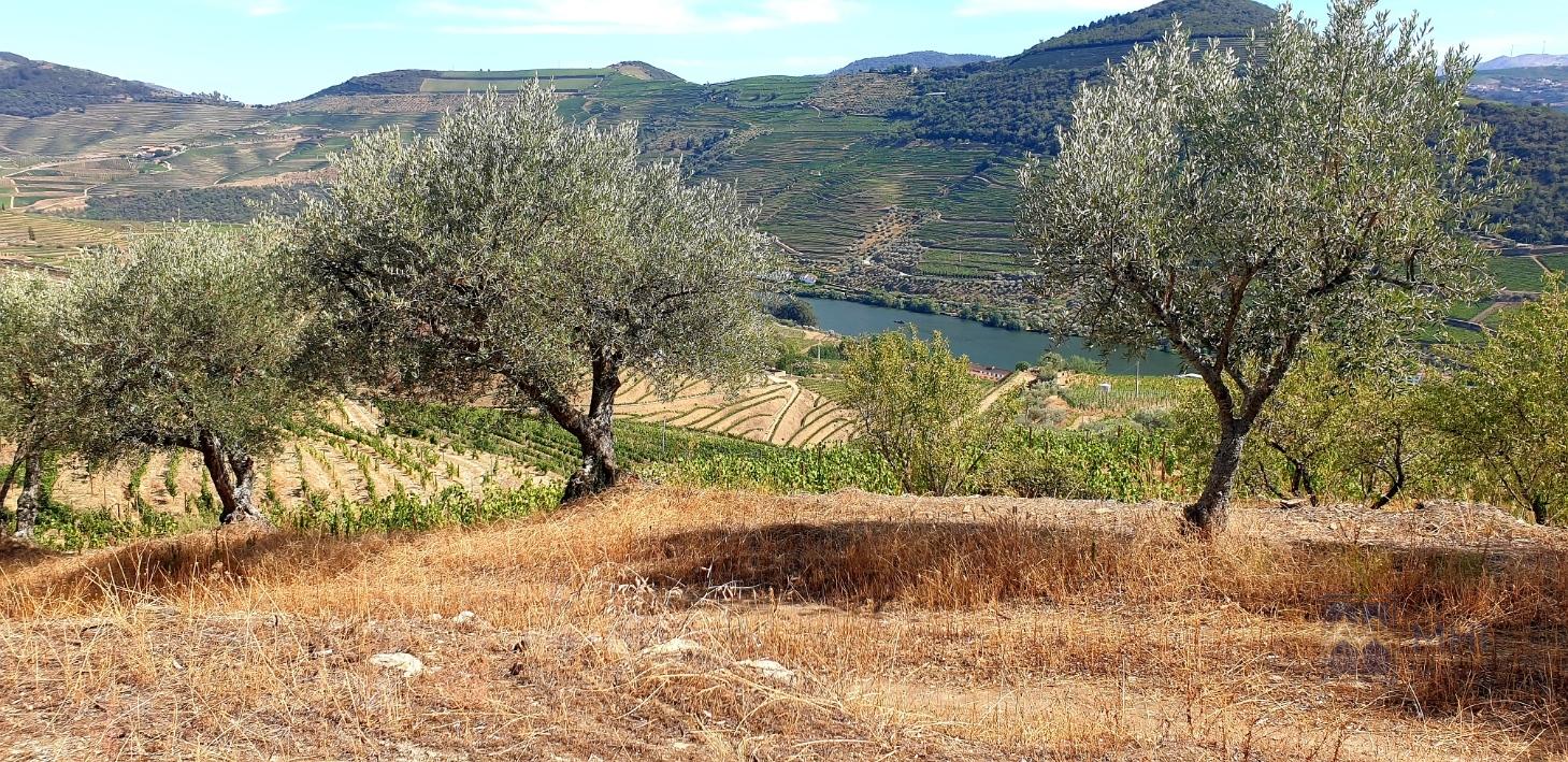 Terreno para construção com vista Rio Douro em Casal de Loivos , Pinhão