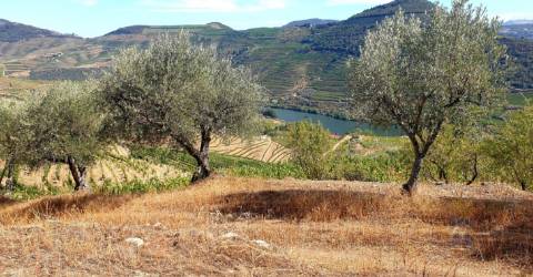Terreno para construção com vista Rio Douro em Casal de Loivos , Pinhão