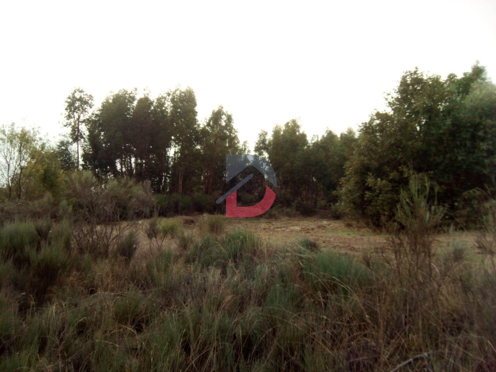 Terreno  Venda em Castelo Branco,Castelo Branco