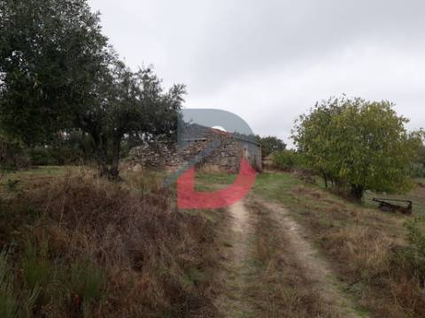 Terreno  Venda em Castelo Branco,Castelo Branco