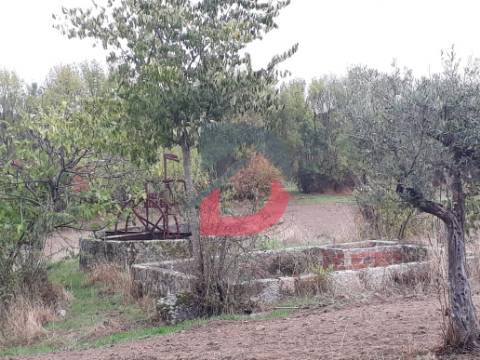 Terreno  Venda em Castelo Branco,Castelo Branco