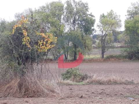 Terreno  Venda em Castelo Branco,Castelo Branco