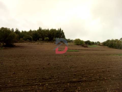 Terreno  Venda em Castelo Branco,Castelo Branco
