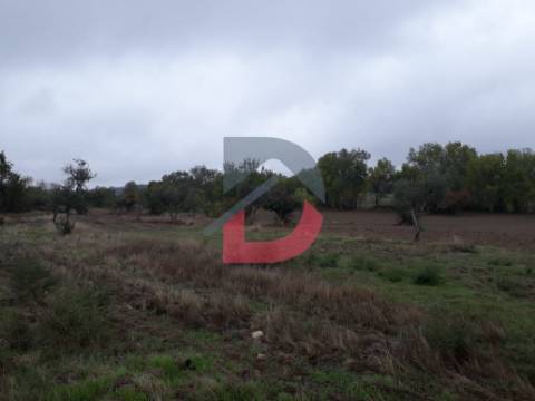 Terreno  Venda em Castelo Branco,Castelo Branco