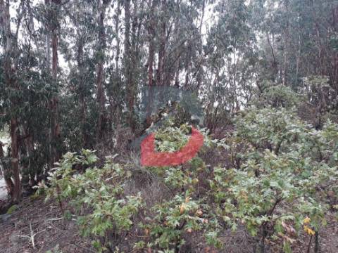 Terreno  Venda em Castelo Branco,Castelo Branco