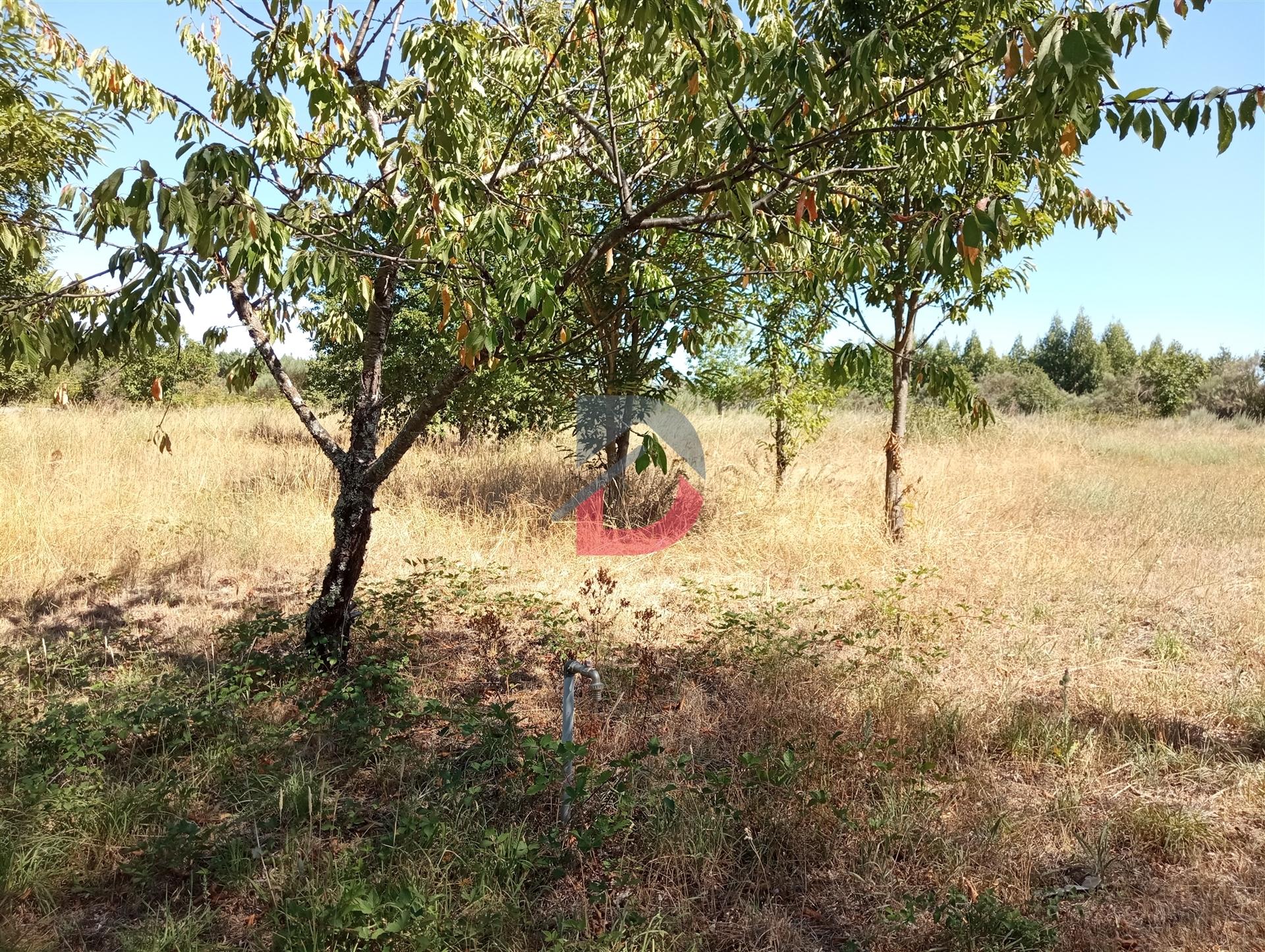 Terreno à venda em Ferreira de Aves - Sátão.