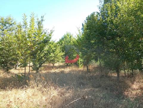 Terreno à venda em Ferreira de Aves - Sátão.