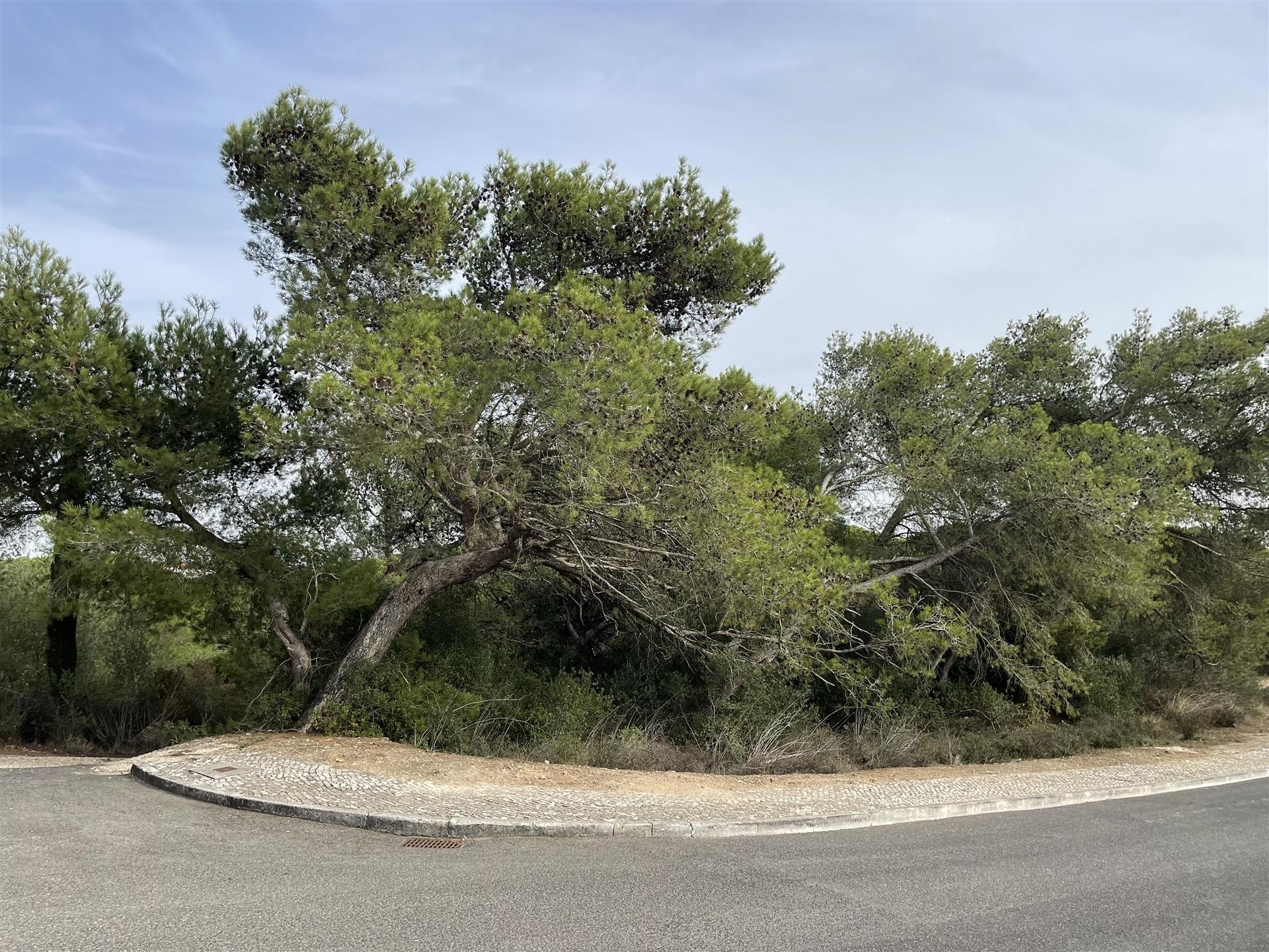 Terreno  Venda em Alcabideche,Cascais