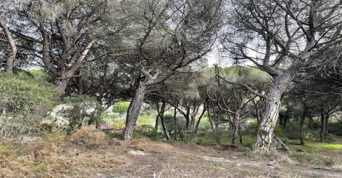 Terreno  Venda em Alcabideche,Cascais