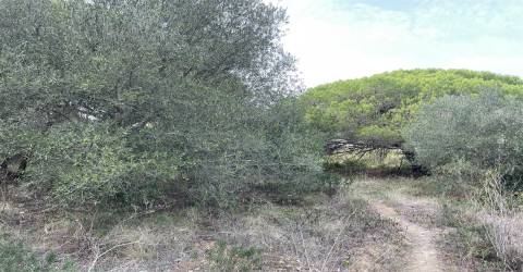 Terreno  Venda em Alcabideche,Cascais