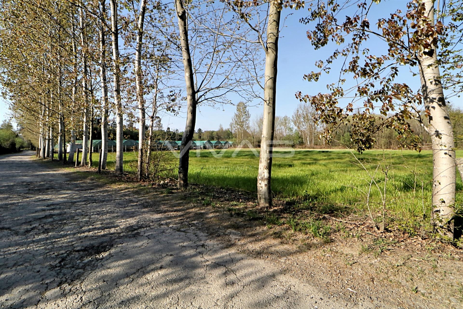 Terreno Rústico  Venda em Vila de Prado,Vila Verde