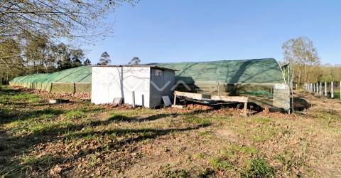 Terreno Rústico  Venda em Vila de Prado,Vila Verde