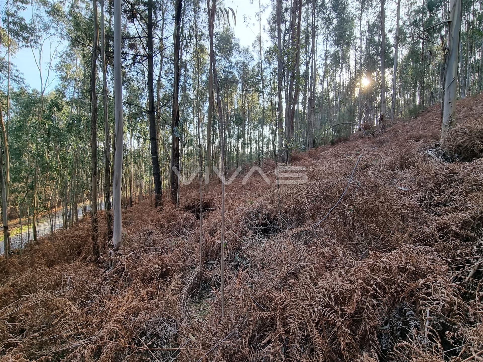 Terreno Rústico  Venda em Escariz (São Mamede) e Escariz (São Martinho),Vila Verde