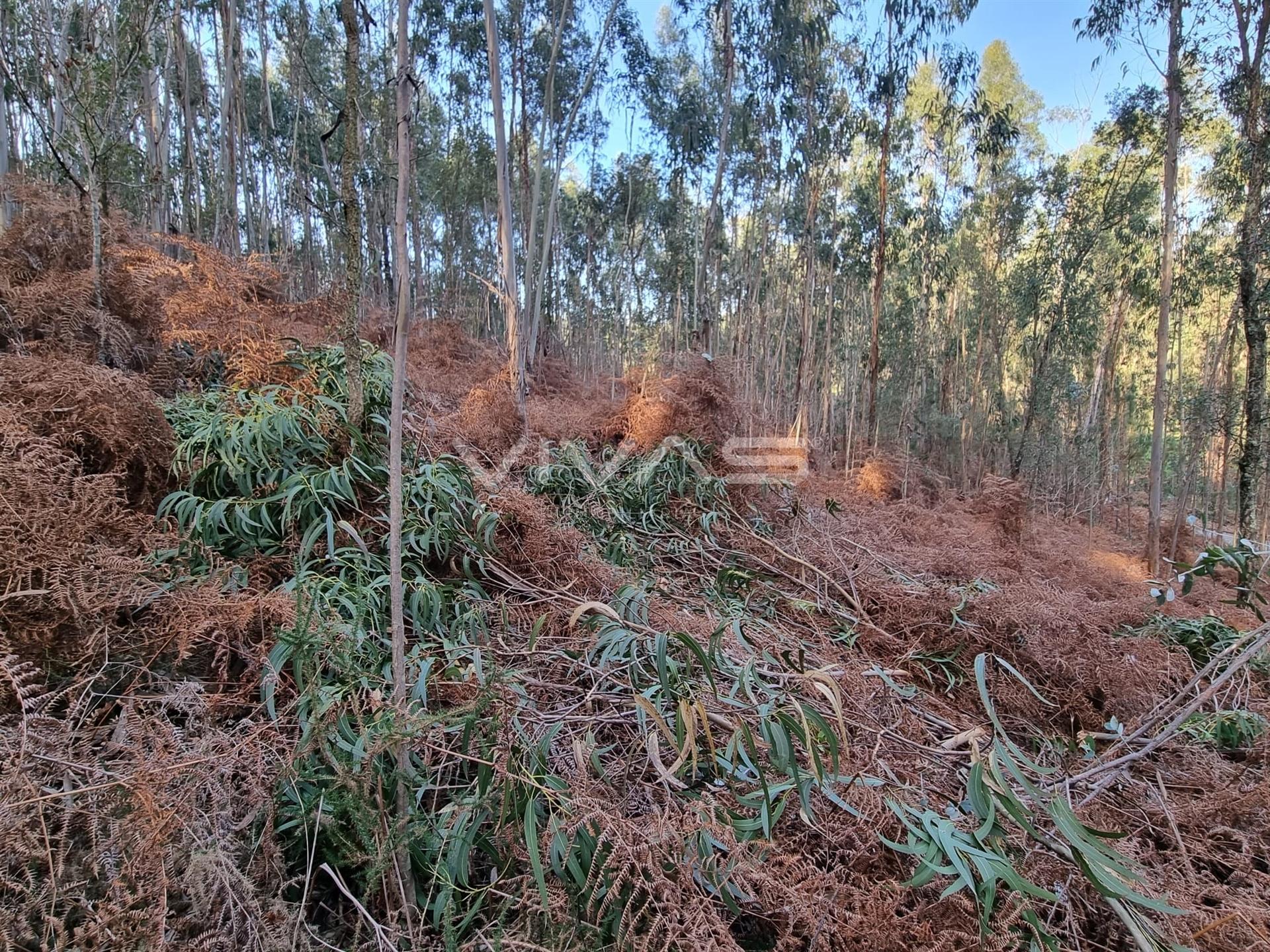 Terreno Rústico  Venda em Escariz (São Mamede) e Escariz (São Martinho),Vila Verde