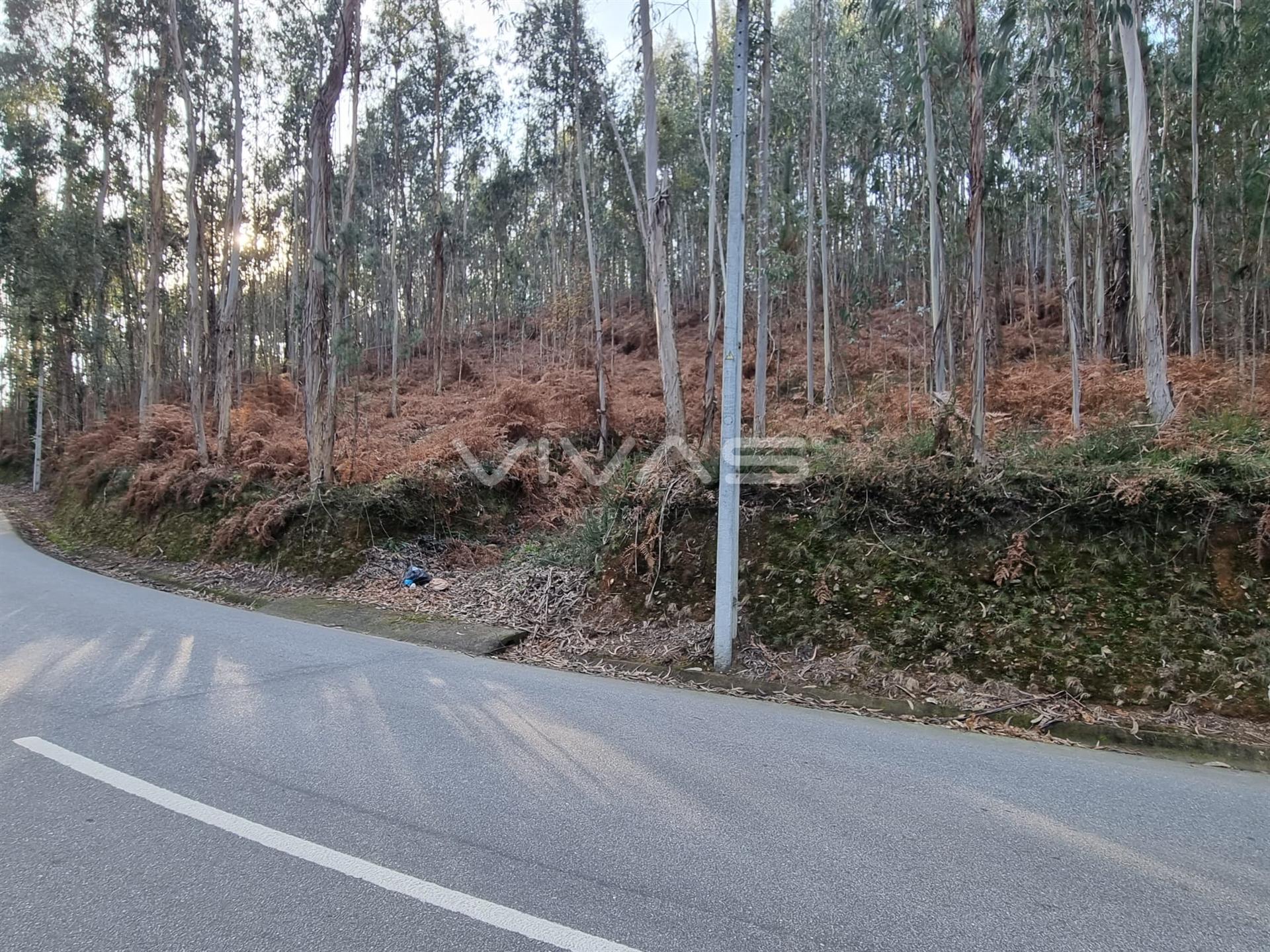 Terreno Rústico  Venda em Escariz (São Mamede) e Escariz (São Martinho),Vila Verde