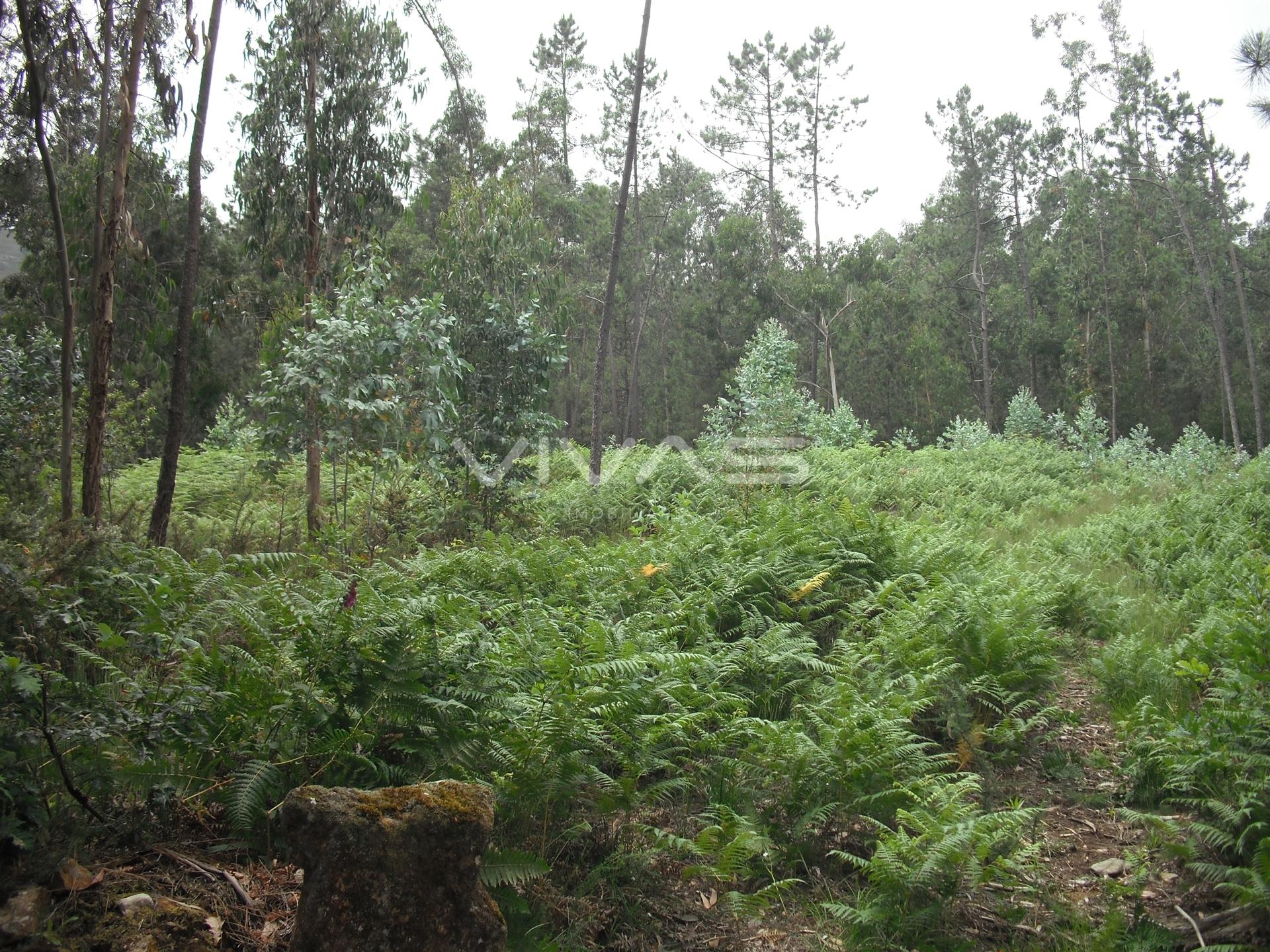 Terreno Rústico  Venda em Cervães,Vila Verde