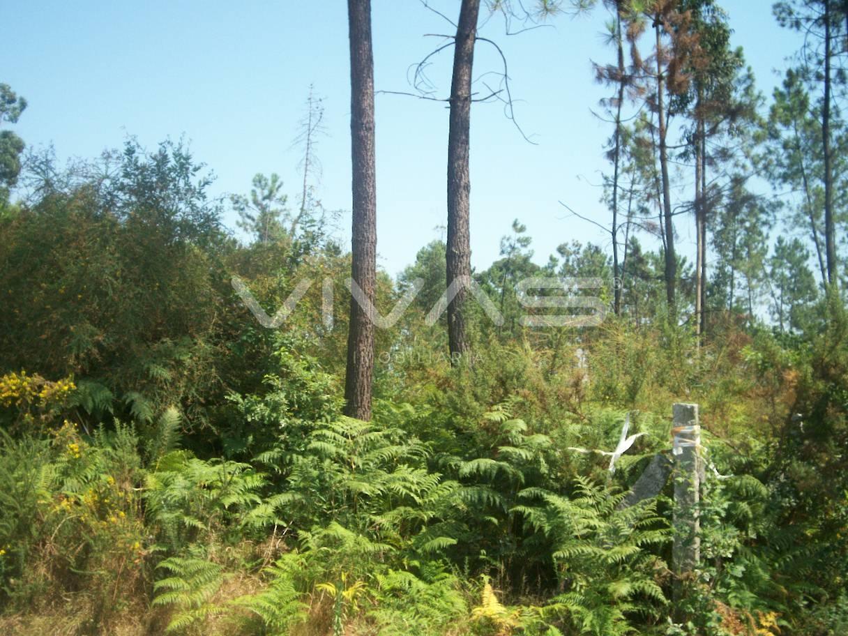 Terreno Urbano  Venda em Vila Verde e Barbudo,Vila Verde