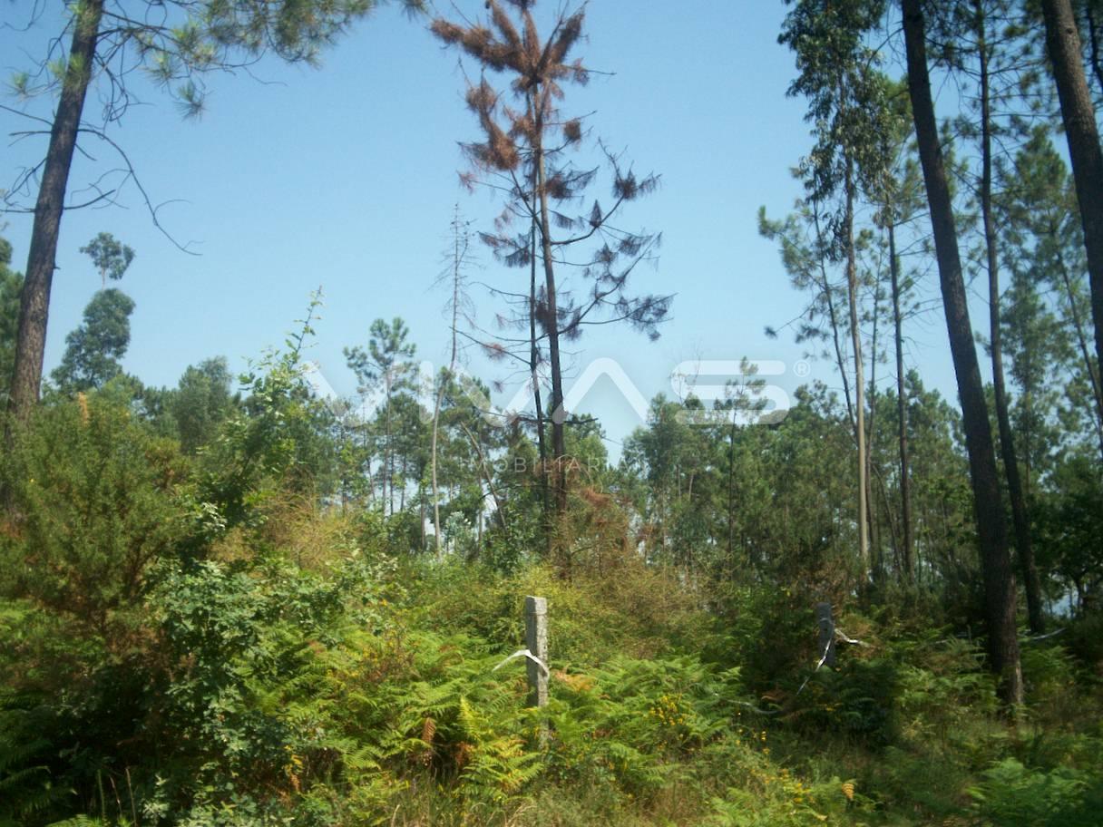 Terreno Urbano  Venda em Vila Verde e Barbudo,Vila Verde