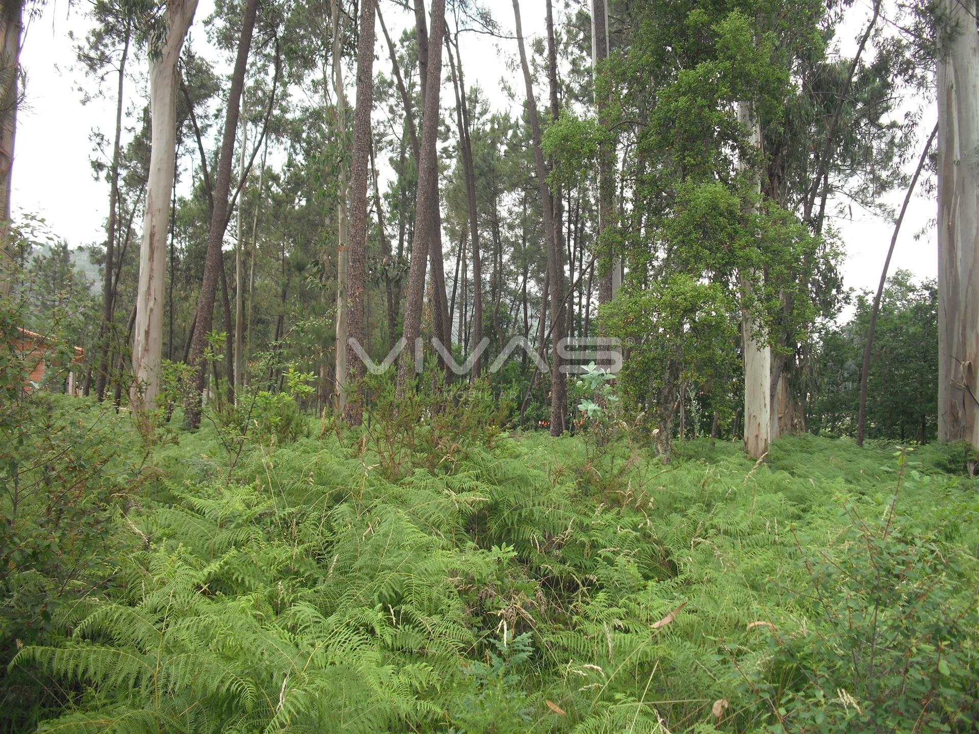 Terreno Rústico  Venda em Cervães,Vila Verde