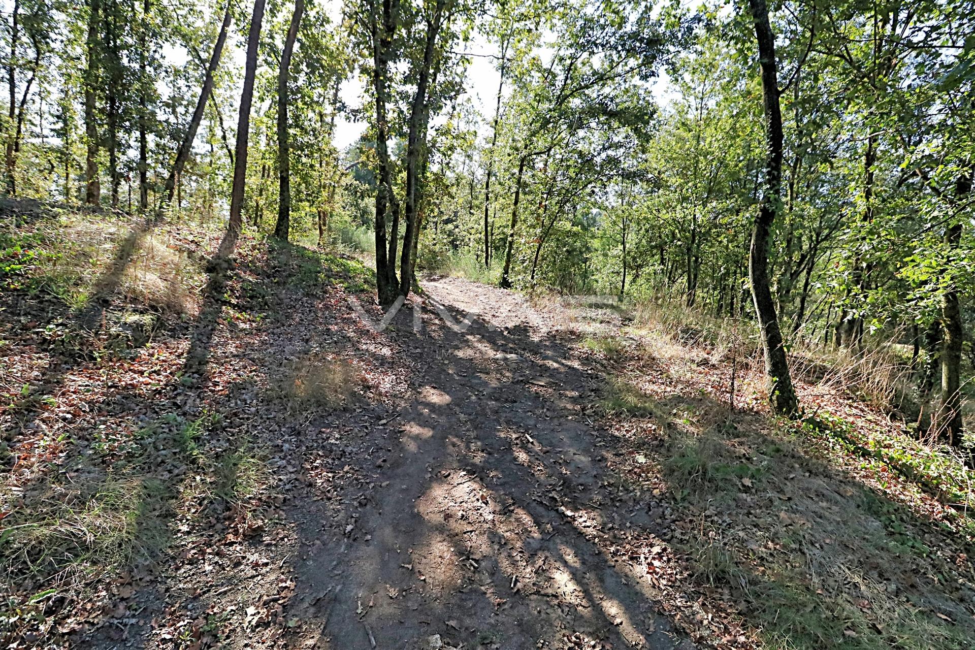 Terreno Rústico  Venda em Ferreiros, Prozelo e Besteiros,Amares