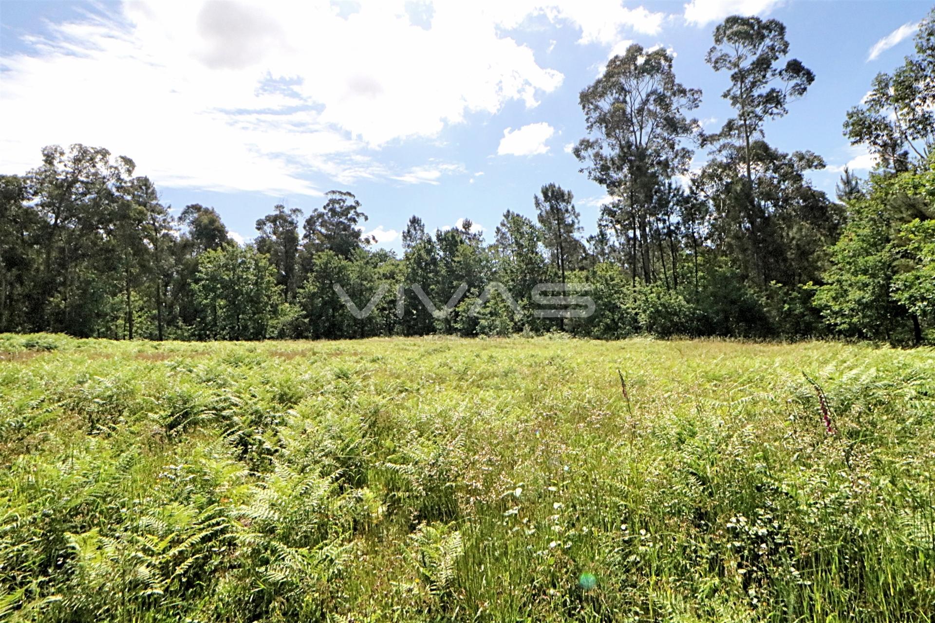 Terreno Rústico  Venda em Cervães,Vila Verde