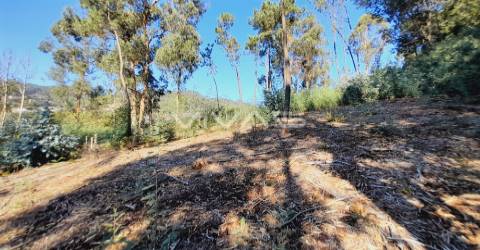 Terreno Rústico  Venda em Dornelas,Amares