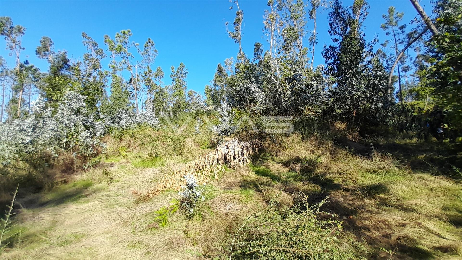 Terreno Rústico  Venda em Caires,Amares