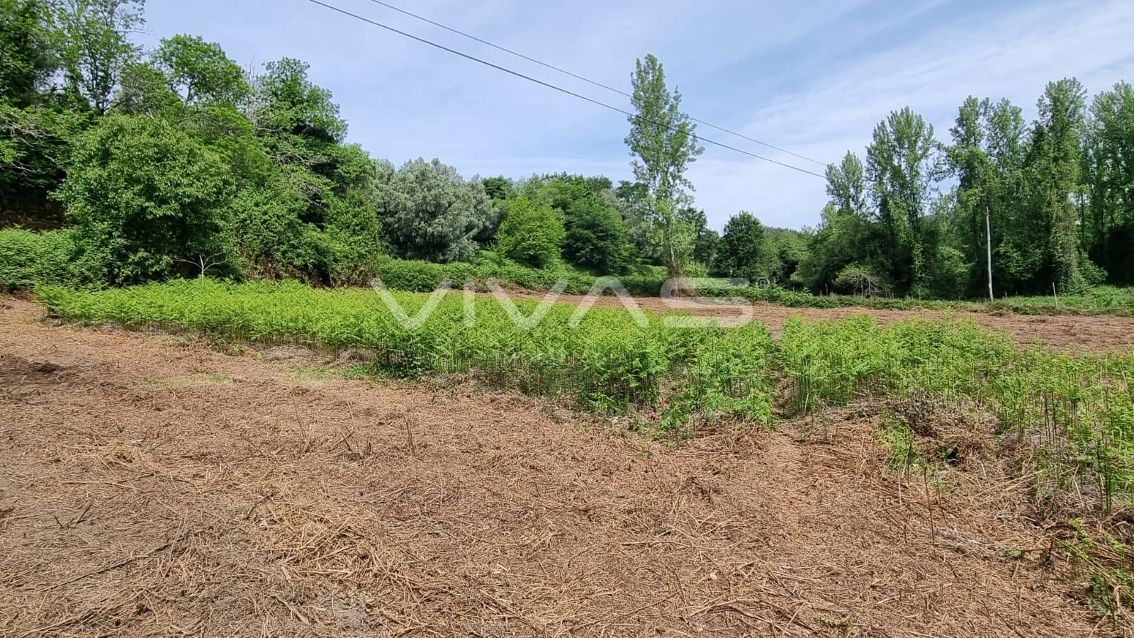 Terreno  Venda em Esqueiros, Nevogilde e Travassós,Vila Verde