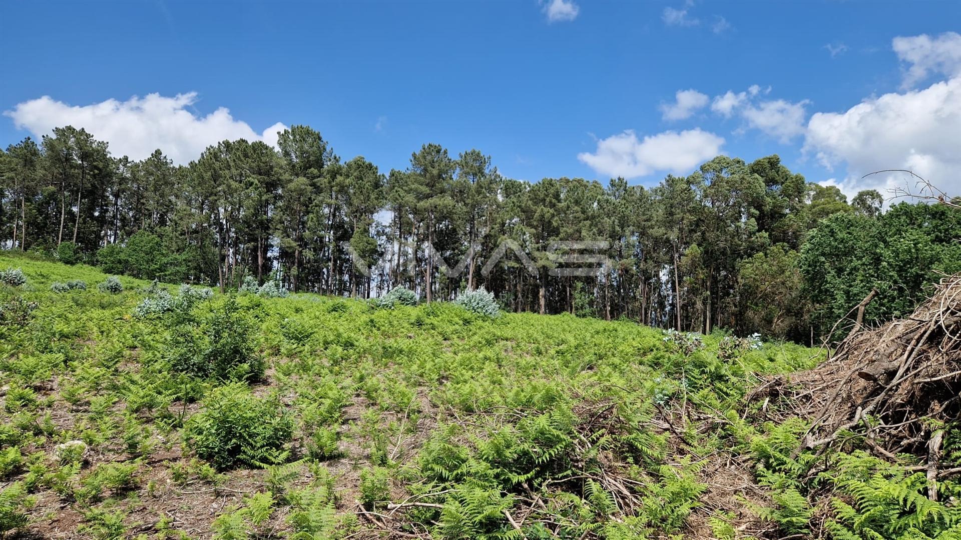 Terreno  Venda em Fiscal,Amares