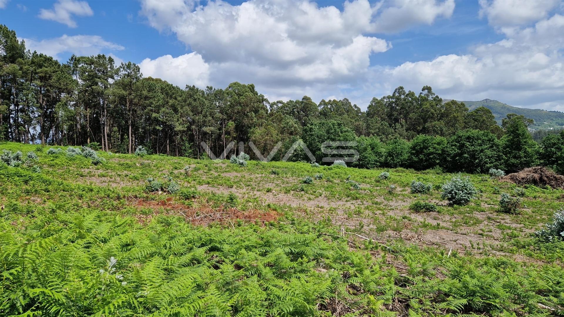 Terreno  Venda em Fiscal,Amares