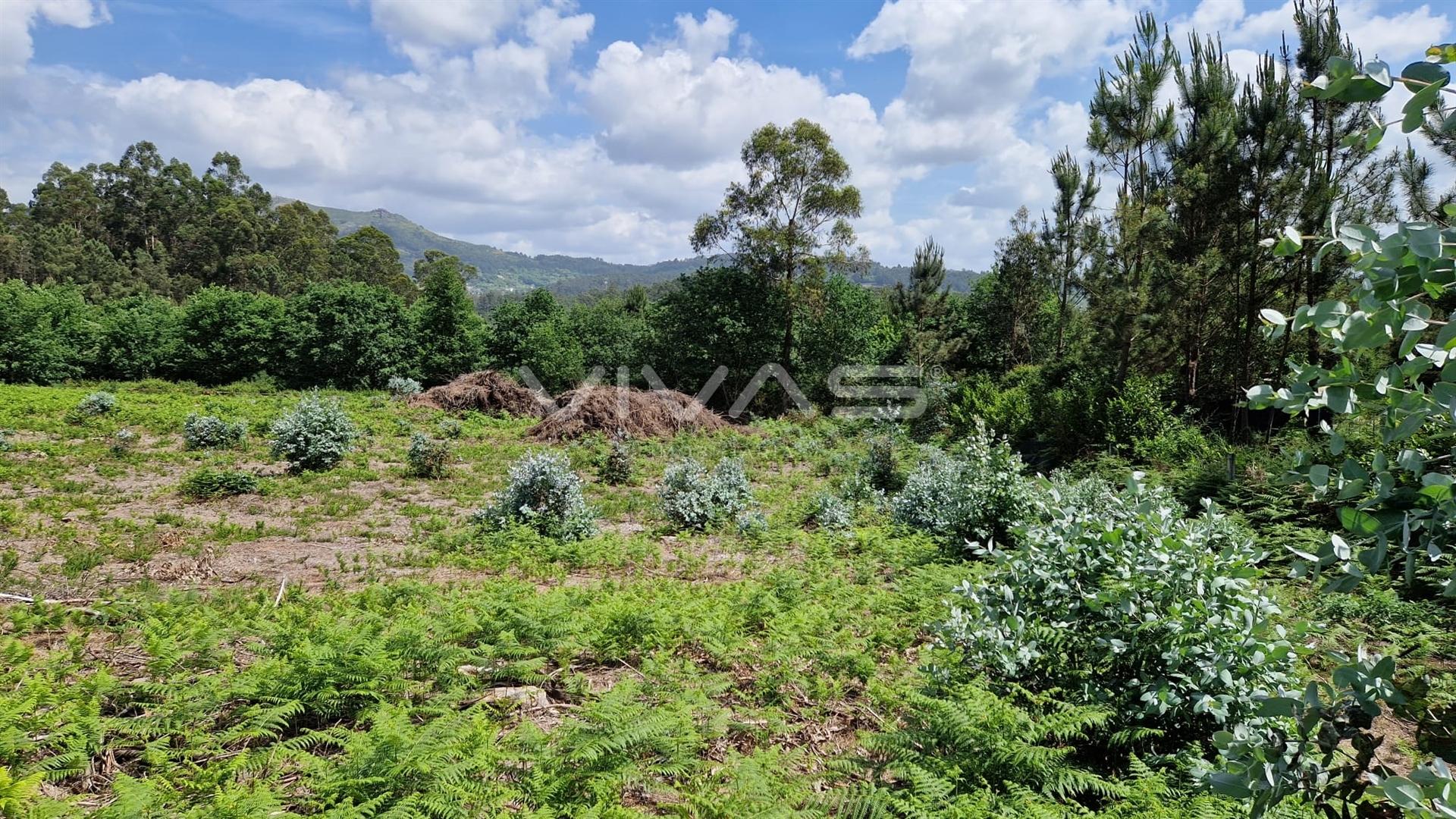 Terreno  Venda em Fiscal,Amares