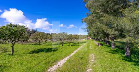 Quinta >=T10 Venda em Setúbal (São Julião, Nossa Senhora da Anunciada e Santa Maria da Graça),Setúbal