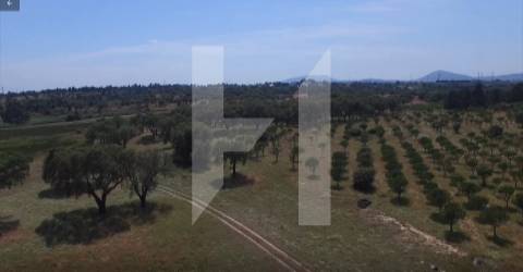 Terreno  Venda em Setúbal (São Julião, Nossa Senhora da Anunciada e Santa Maria da Graça),Setúbal