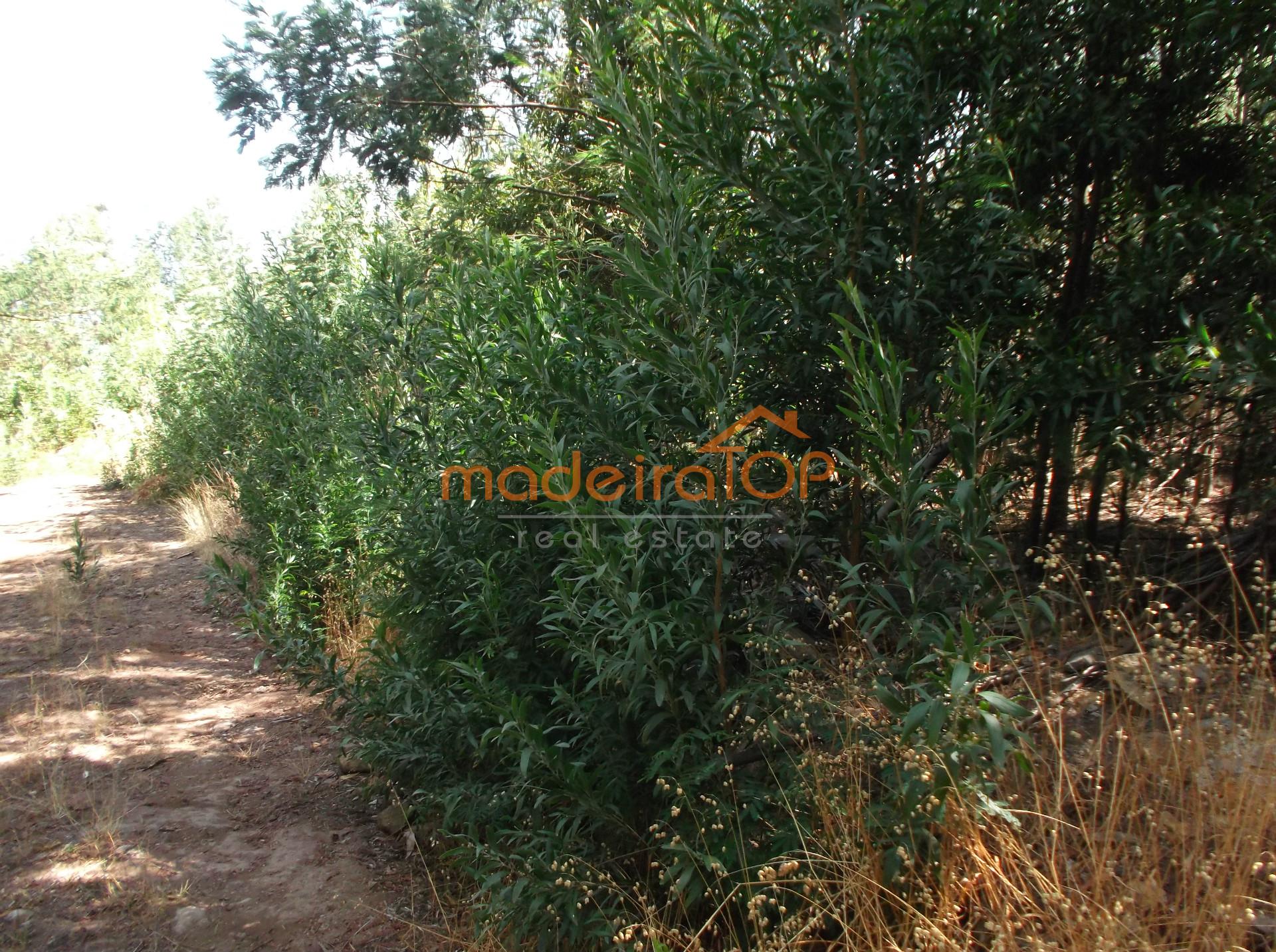 Lote de Terreno  Venda em Camacha,Santa Cruz