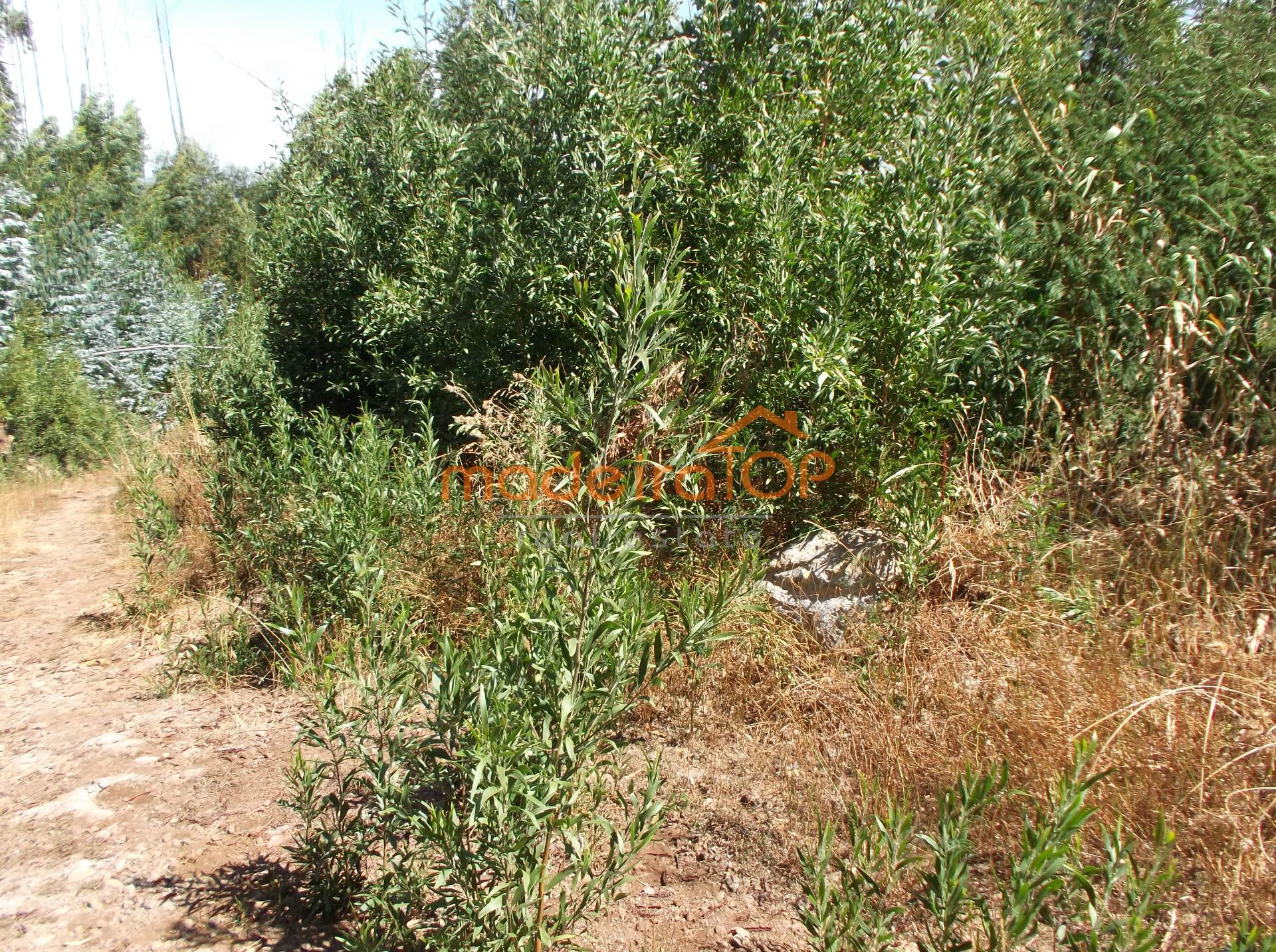 Lote de Terreno  Venda em Camacha,Santa Cruz