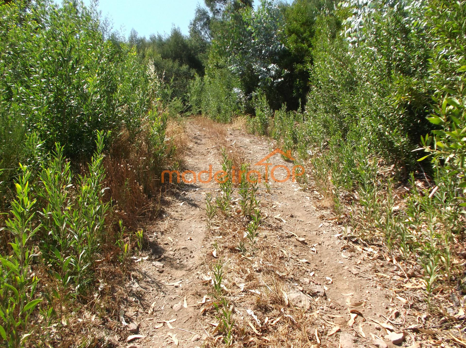 Lote de Terreno  Venda em Camacha,Santa Cruz